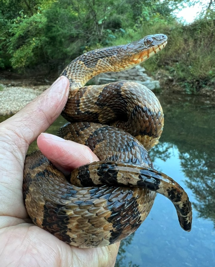 Midland Water Snake